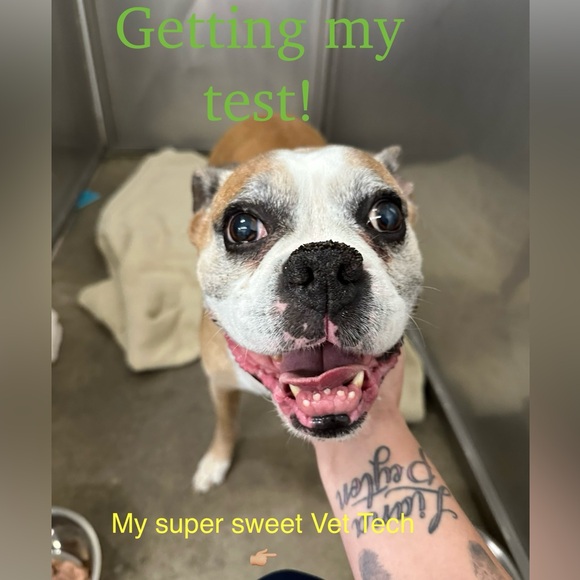 Apollo 🪽❤️‍🩹 - Picture 12 of 13